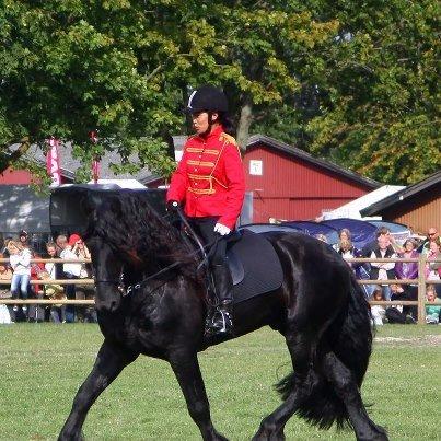 Frieser Meine vb Ster - Store Hestedag 2012 billede 6