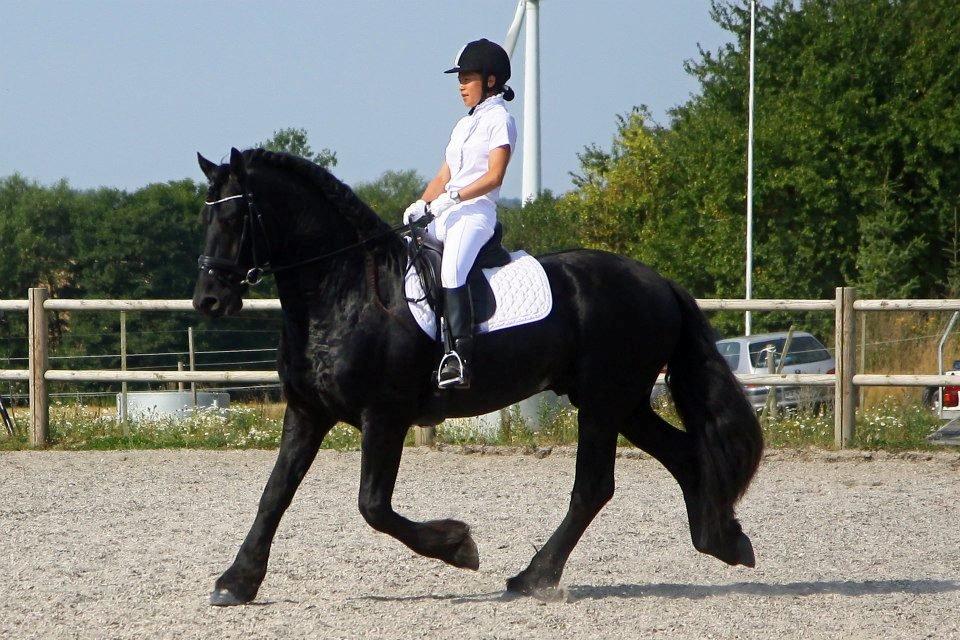 Frieser Meine vb Ster - Vores første stævne billede 3