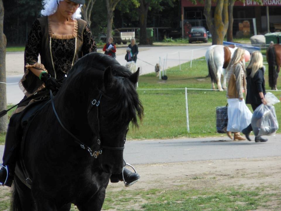 Frieser Meine vb Ster - Store Hestedag 2012 billede 8