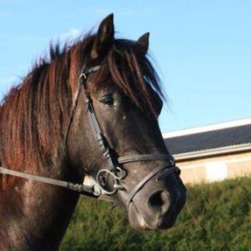 Anden særlig race Beauty [Elevpony] - Velkommen til Beauty's profil!<3 billede 1