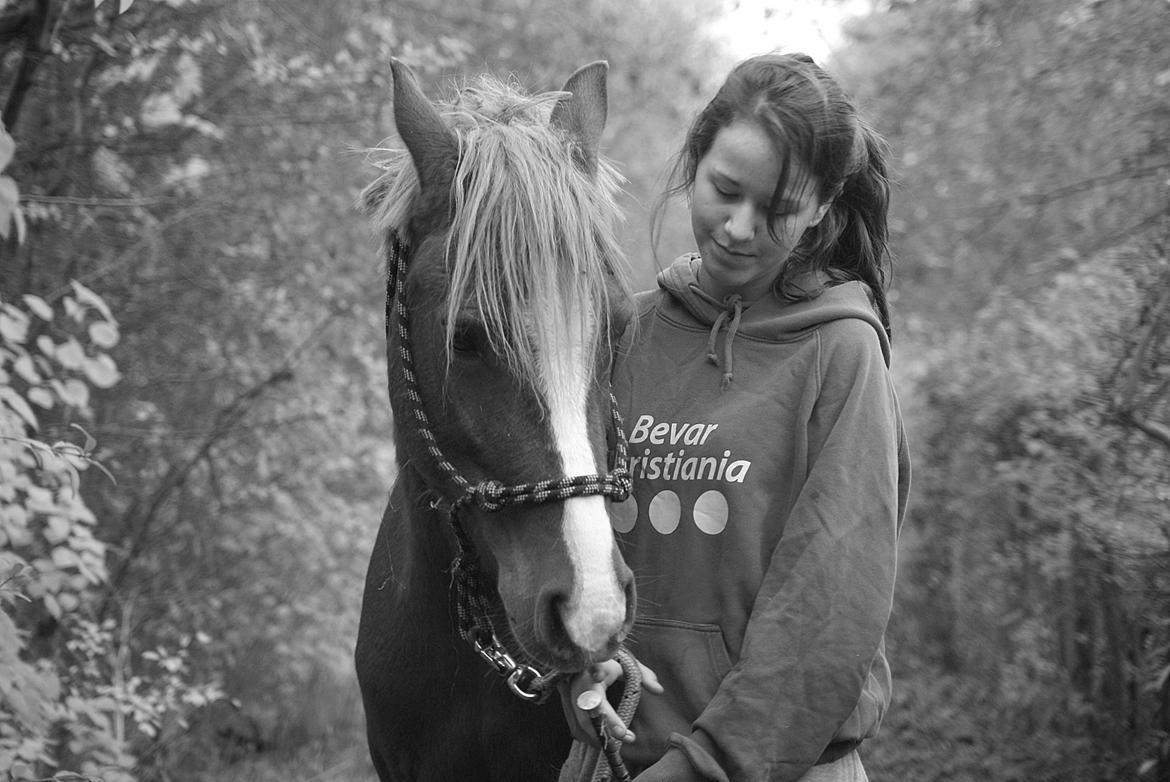 Welsh Cob (sec D) Flora <<3 billede 7