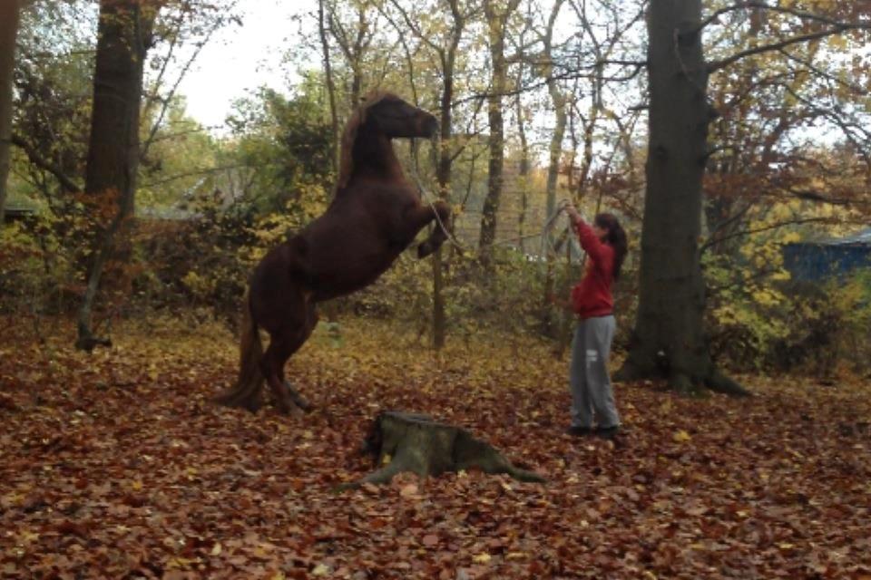 Welsh Cob (sec D) Flora <<3 billede 20