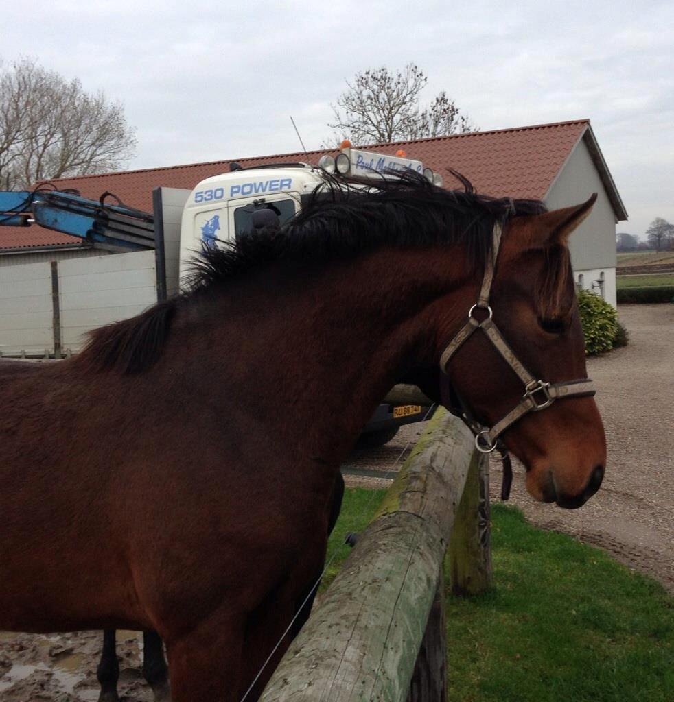 Dansk Varmblod Ringsgaards geni - Geni D. 10-11-12 billede 14