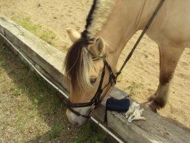 Fjordhest Hagbard Skellerød (Nu en Engel) R.I.P - 'Hvad har vi her nede' Hvad kan man ikke sige om én så skøn hest? billede 5