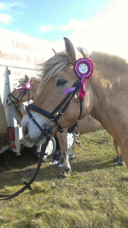 Fjordhest Hagbard Skellerød (Nu en Engel) R.I.P - Velkommen til ponzen's profil.
Vi starter lige med et billede fra jagt-ridningen på Espe-Gods billede 3