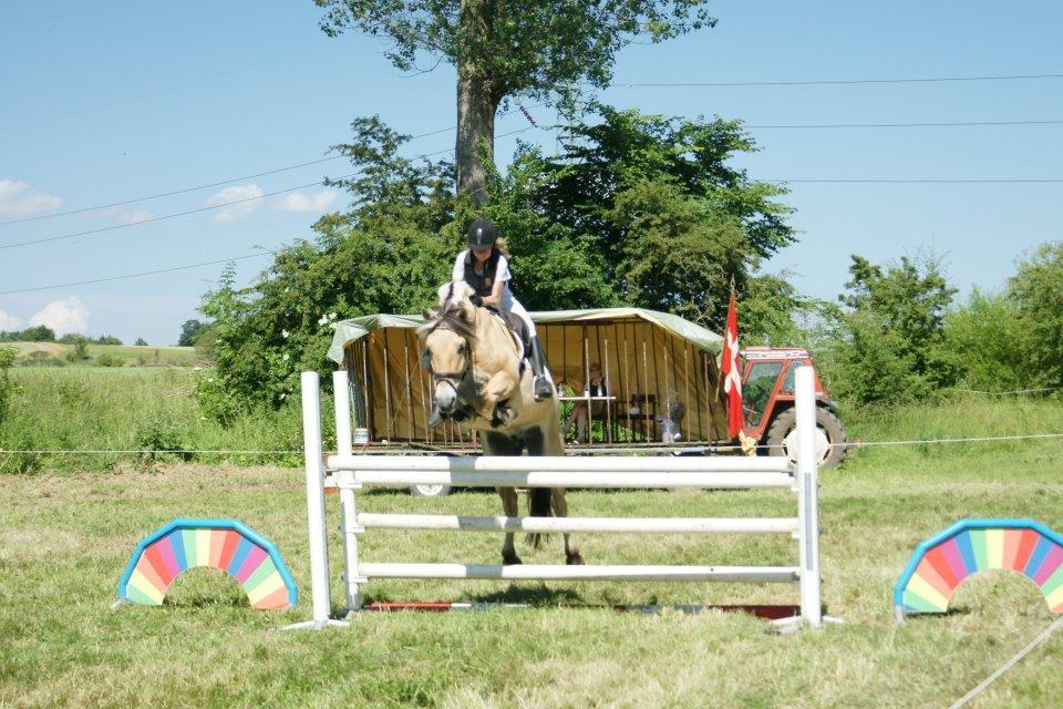 Fjordhest Hagbard Skellerød (Nu en Engel) R.I.P - Vi har op & ned-ture. Men det gør det jo kun mere spændende. Jeg elsker dig minskat! billede 4