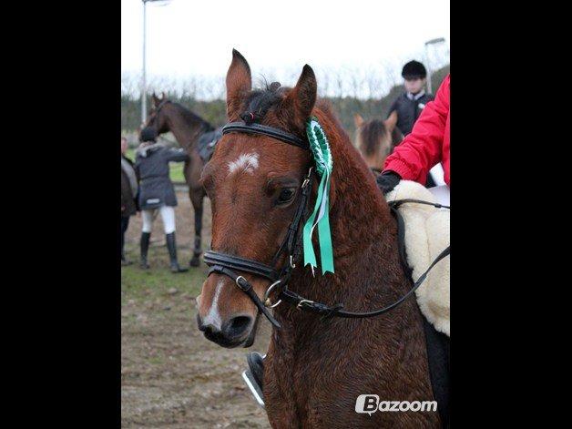 Anden særlig race Nikita *Prinsessen* - fine roset :D

foto taget af Marianne Ejby  billede 17