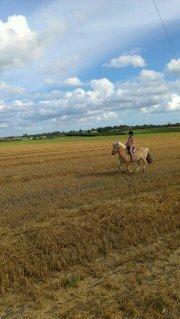 Fjordhest Claes skellerød  - super dejligt med en galop på marken føler mig så fri når ejg er sammen med dig søde <3 <3 billede 2