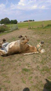 Fjordhest Claes skellerød  - nåår var det dejligt med en lille rulle tur, ja det var godt nok også en varm dag <3 <3 billede 3