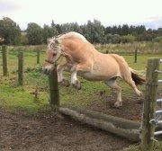 Fjordhest Claes skellerød  - super godt spring ude på folden <3 <3 billede 4