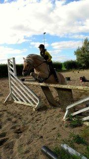 Fjordhest Claes skellerød  - SUPER god dag sammen med claes vi sprang 1.10 er bare så stolt <3 <3 billede 5