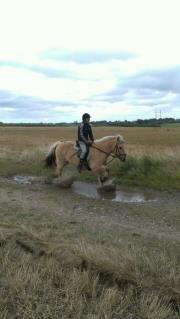 Fjordhest Claes skellerød  - flydende trav i en vandpyt <3 <3 billede 6