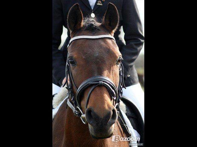 Pinto Vestergårdens Jasmin  <3 - in love <3 :) billede 14