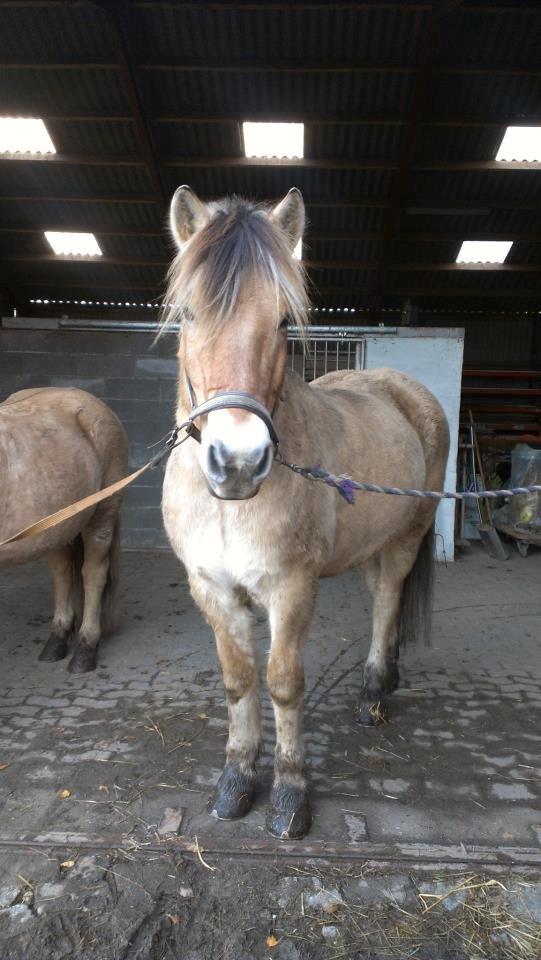 Fjordhest Hagbard Skellerød (Nu en Engel) R.I.P - En hyggelig dag i stalden :D billede 6