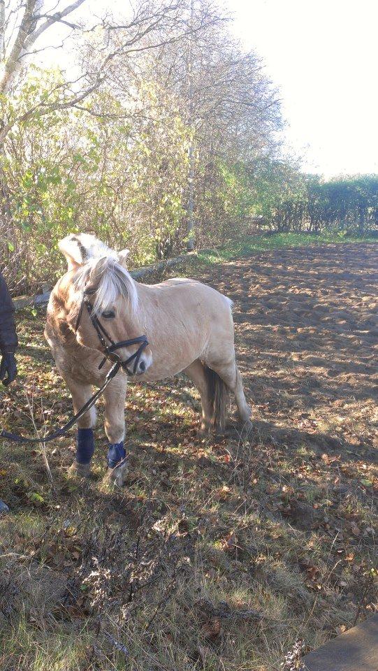Fjordhest Claes skellerød  - jeg har vist fundet noget spændende i busken derover <3 <3 billede 7