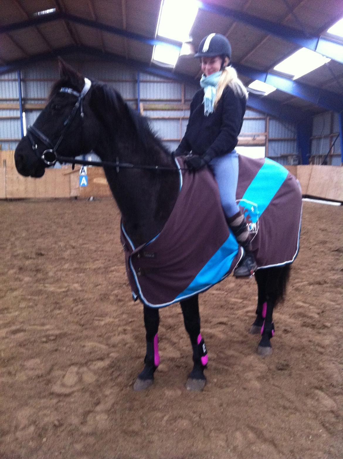 Dansk Varmblod Faunegårds Double (Bubbi) billede 18