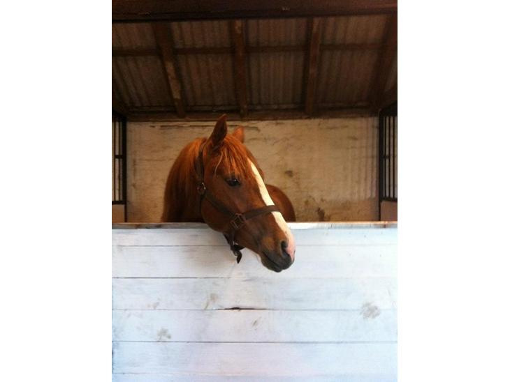 {{currentPhoto.altText}} billede {{currentPhoto.number}}