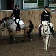 Connemara Nørlunds Tin-tin 