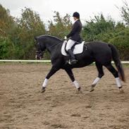 Oldenborg Altair Kikmose