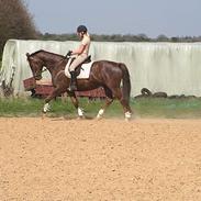 Anden særlig race Lmarco