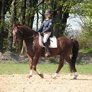 Anden særlig race Lmarco