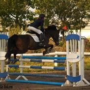 Anden særlig race Faneskjolds Sidi R.I.P 