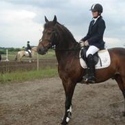 Anden særlig race Faneskjolds Sidi R.I.P 