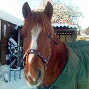 Anden særlig race Feifel