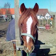 Anden særlig race Feifel