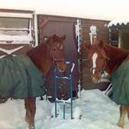 Anden særlig race Feifel