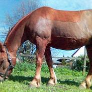 Anden særlig race Feifel