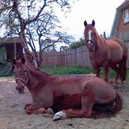 Anden særlig race Feifel