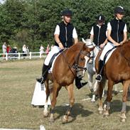 Anden særlig race Merci Dé Royale SOLGT 