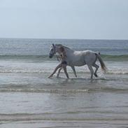 Connemara Sheik (: SOLGT ! 