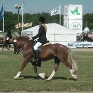 Welsh Pony af Cob-type (sec C) Menai William (RIP)