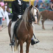 Welsh Pony af Cob-type (sec C) Menai William (RIP)