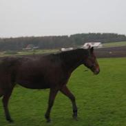 Traver razel dyssevad