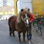 Shetlænder Sunny