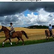 Sportsaraber (A) Zodiac