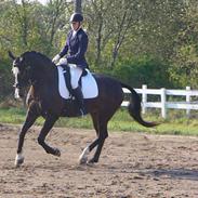 Anden særlig race Elvis *SOLGT*