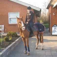 New Forest Reijnders Donna - Alfivet