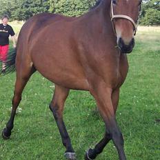 Trakehner Anastacia H SOLGT