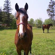 Trakehner Amree H SOLGT