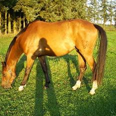 Trakehner Amree H SOLGT