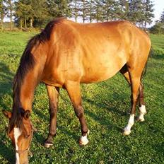 Trakehner Amree H SOLGT