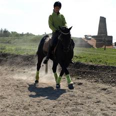 New Forest Vadgaards Bellmann