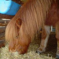 Islænder Hnokki fra kilde *SOLGT*