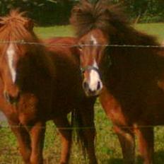 Islænder Glámur f. Højtofte