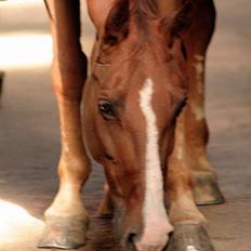 Oldenborg Libra -R.I.P 19/10-09