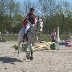 Appaloosa Spotlight / red /